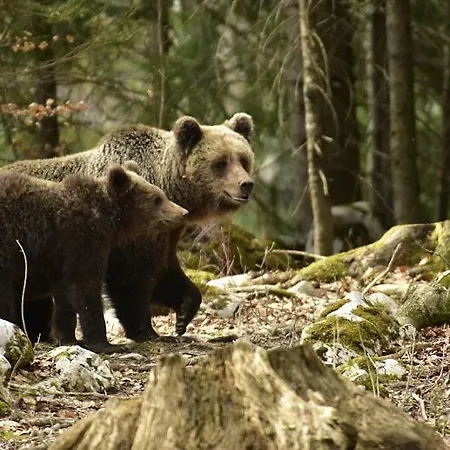 Sajina 3* Podgrad (Notranjska)