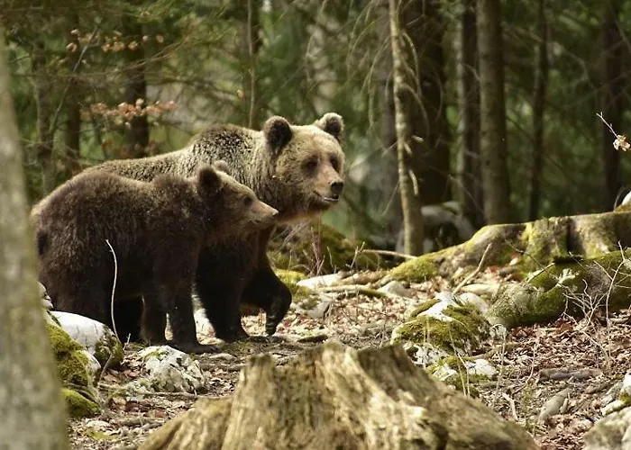 Sajina 3* Podgrad (Notranjska)